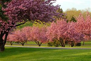 Cedar Parkway Cherry Blossoms